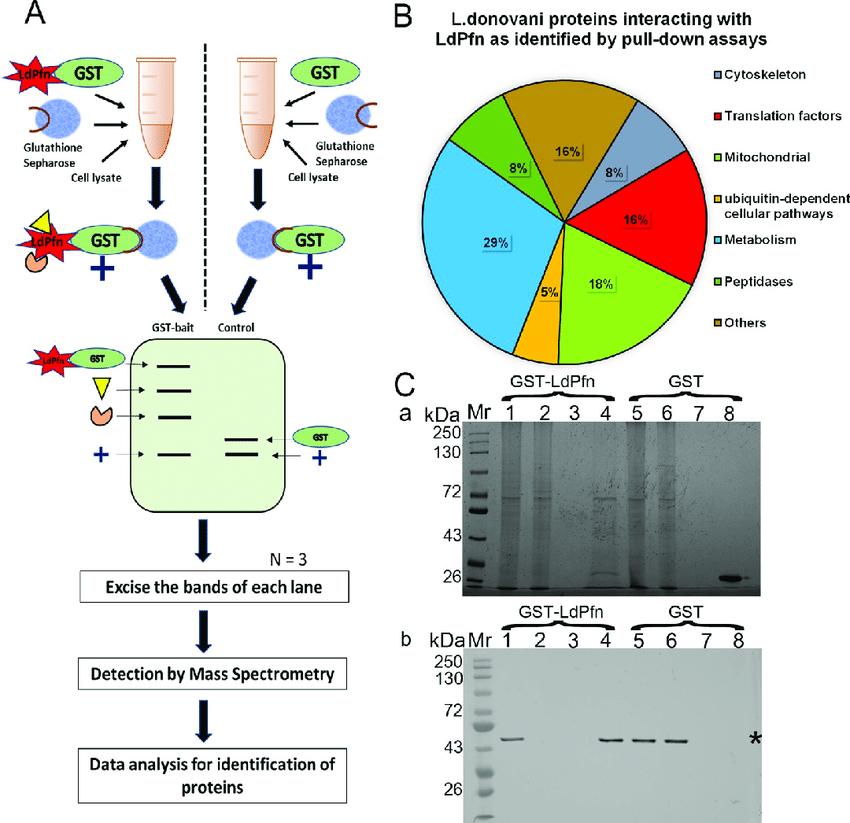 Pull-down assay, mass spectrometry analysis, and validation with western blot